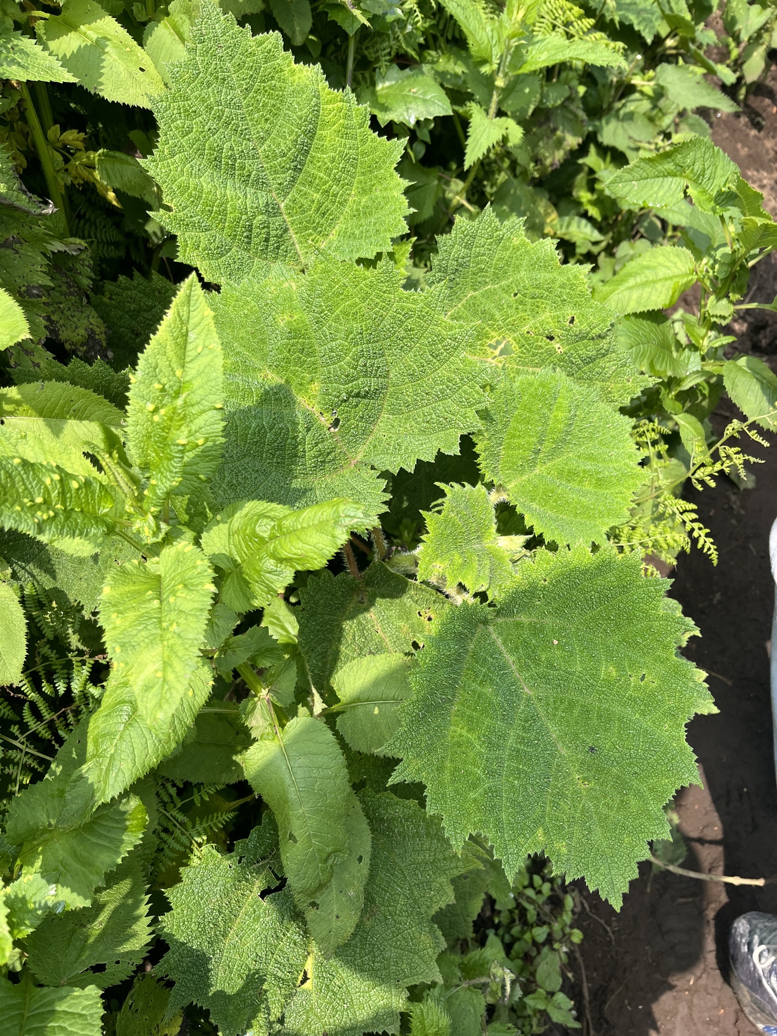 Girardinia bullosa
