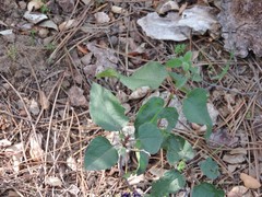 Cistus populifolius