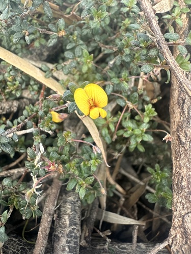Beyeria Bush-pea (Pultenaea insularis)