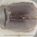 Pleocoma rickseckeri - Photo (c) Museum of Comparative Zoology, Harvard University, some rights reserved (CC BY-NC-SA)