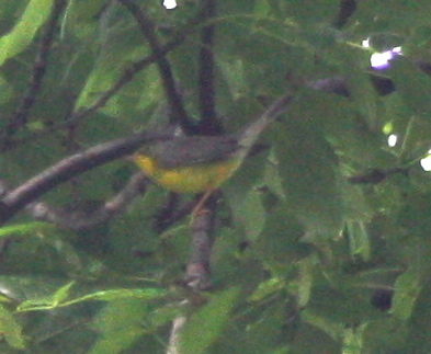 Cardellina canadensis