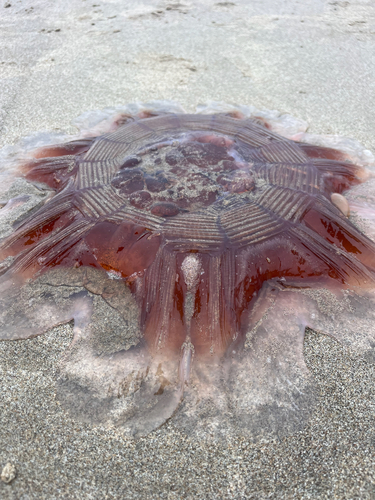 Pacific Lion's Mane Jelly photographed in Oregon