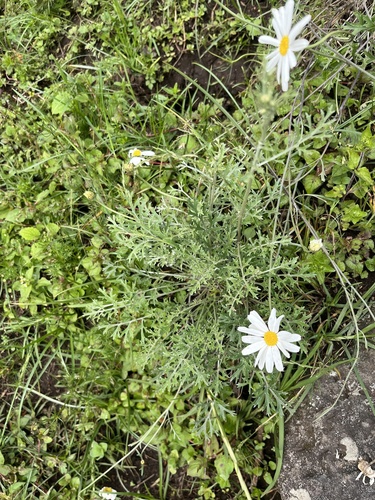 Dalmatian Pyrethrum (Tanacetum cinerariifolium)