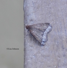 Physula albipunctilla