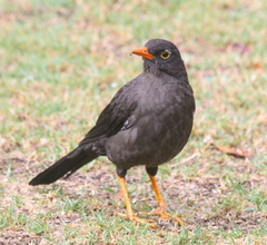 Turdus fuscater