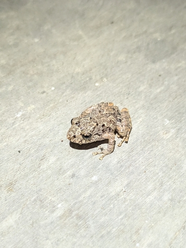 Amazon Rain Frog, Pristimantis altamazonicus