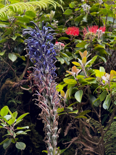 Lobelia hypoleuca observed 2025-08-27