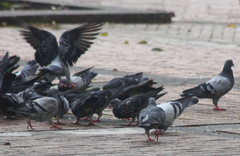 Columba livia domestica