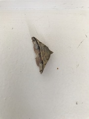 Sarisa muriferata