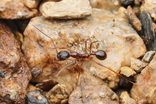 Aphaenogaster irriguaAphaenogaster irrigua