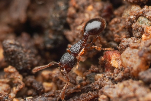 Myrmecina ryukyuensisMyrmecina ryukyuensis