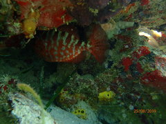 Heteropriacanthus cruentatus