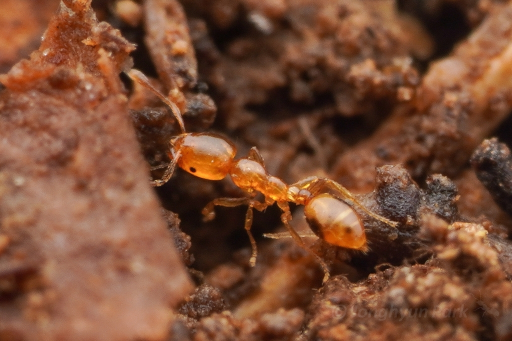 Monomorium hiten
