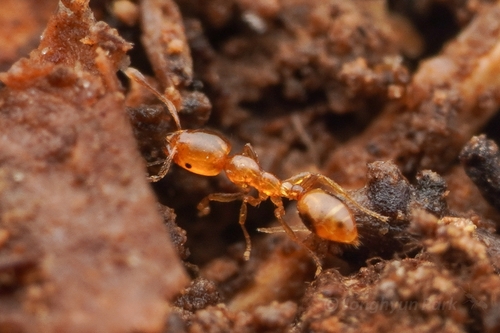 飛天單家蟻Monomorium hiten