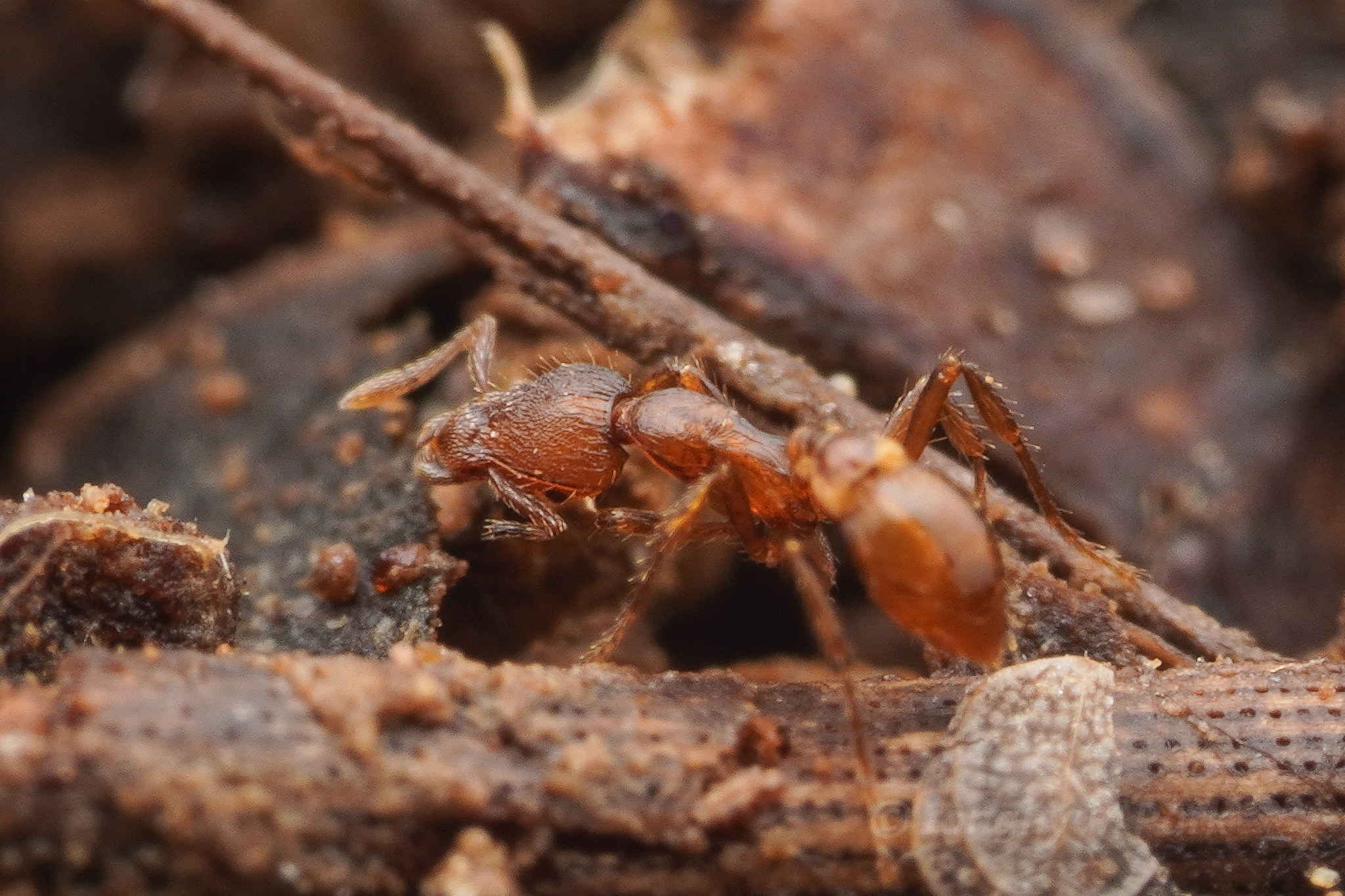 Strumigenys leptothrix