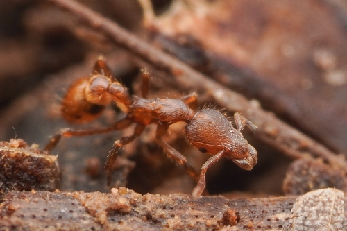 Strumigenys leptothrix