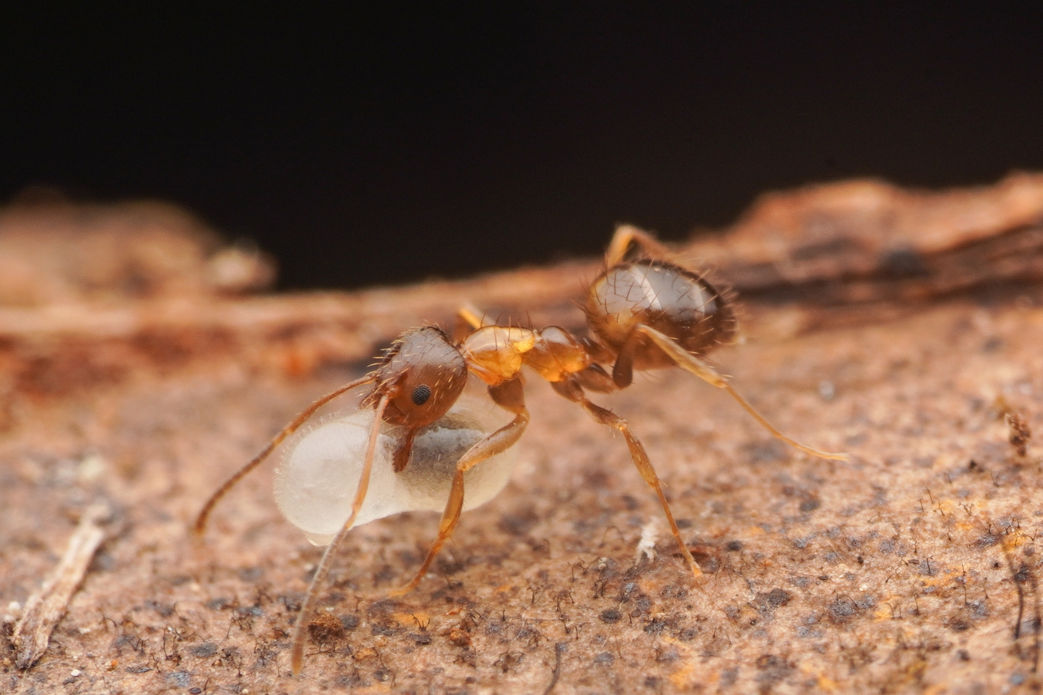 Nylanderia ryukyuensis