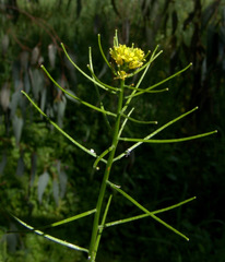 Sisymbrium erysimoides