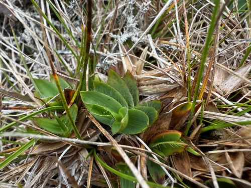Dichanthelium isachnoides observed 2025-08-27