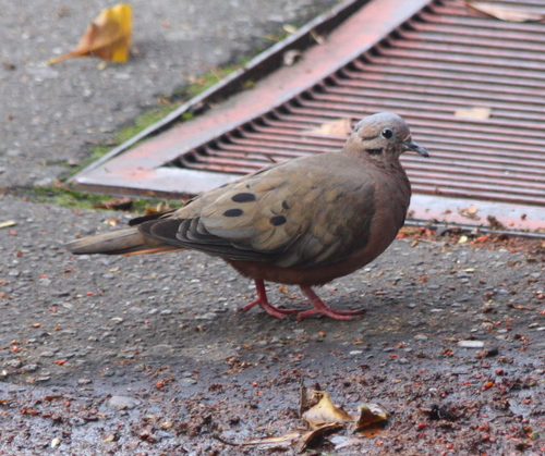 Eared Dove, photo 7 of 8