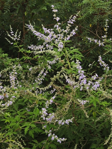 Vitex negundo heterophylla