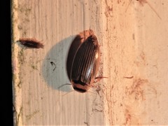 Lancetes lanceolatus