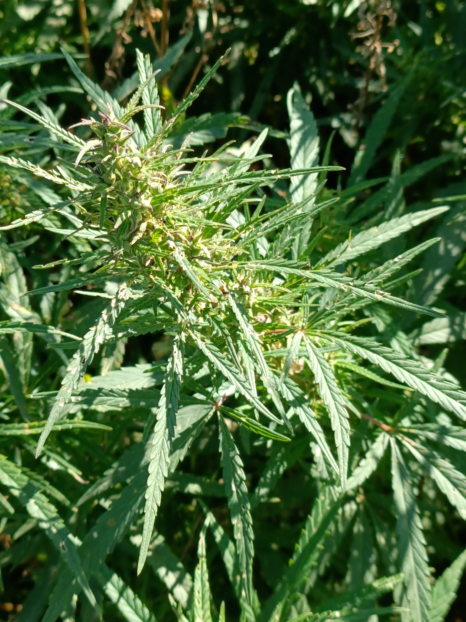 Cannabis sativa