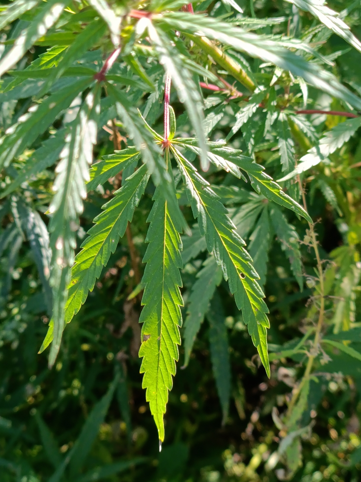 Cannabis sativa