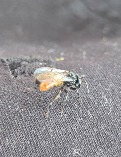 Brauer's Stingless Bee