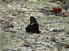 Heraclides rogeri rogeri