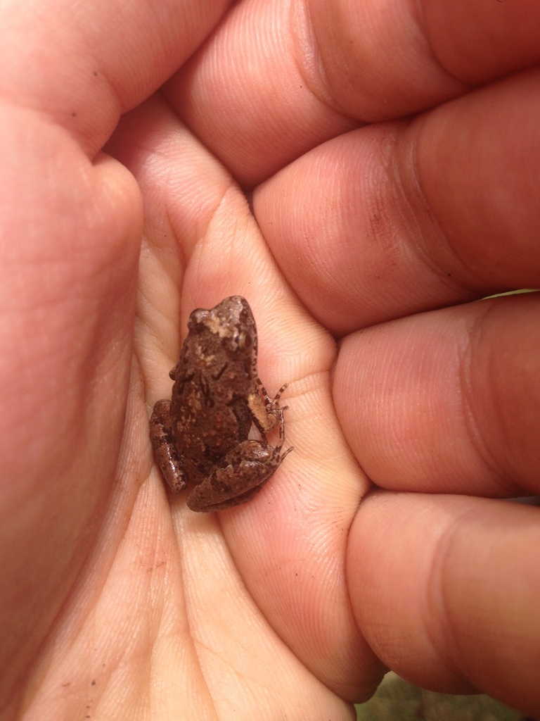 Kenya River Frog