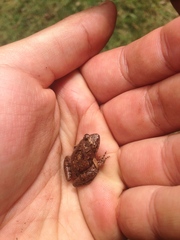 Phrynobatrachus keniensis
