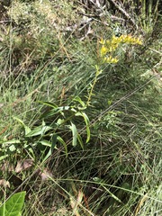 Solidago tortifolia