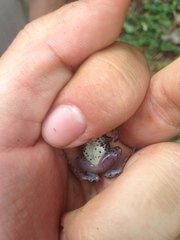 Phrynobatrachus keniensis