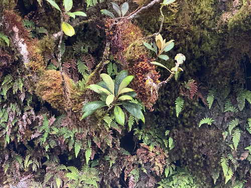 Pittosporum gayanum observed 2025-08-26