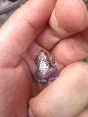 Phrynobatrachus keniensis