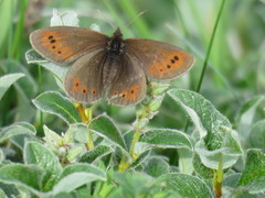 Erebia epiphron