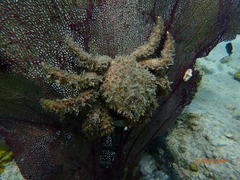 Amphithrax pilosus