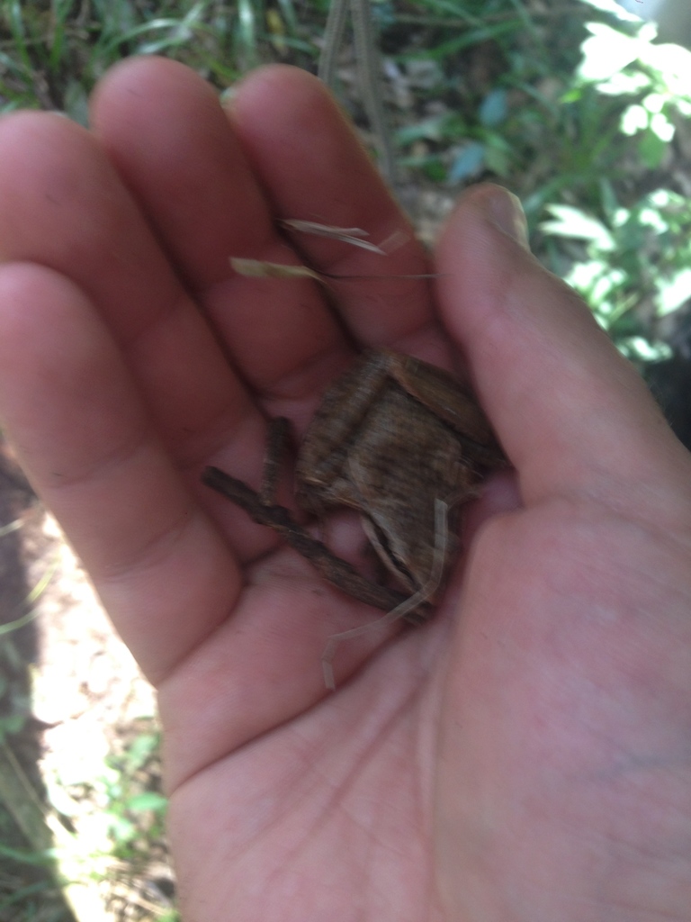 Highland Ridged Frog