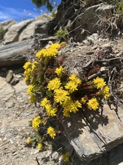 Sedum morrisonense, photograph (c) Hazel Chang, some rights reserved (CC BY)