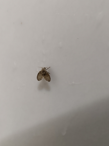 Bathroom Moth Fly