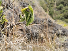 Boehmeria macrophylla