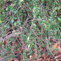 Graptophyllum spinigerum