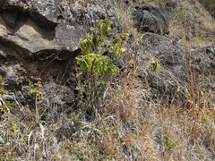 Boehmeria macrophylla