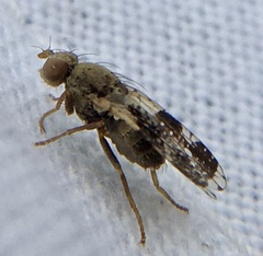Tephritis neesii