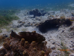 Epinephelus morio