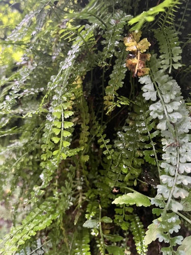 Sanderson's Spleenwort (Asplenium sandersonii)