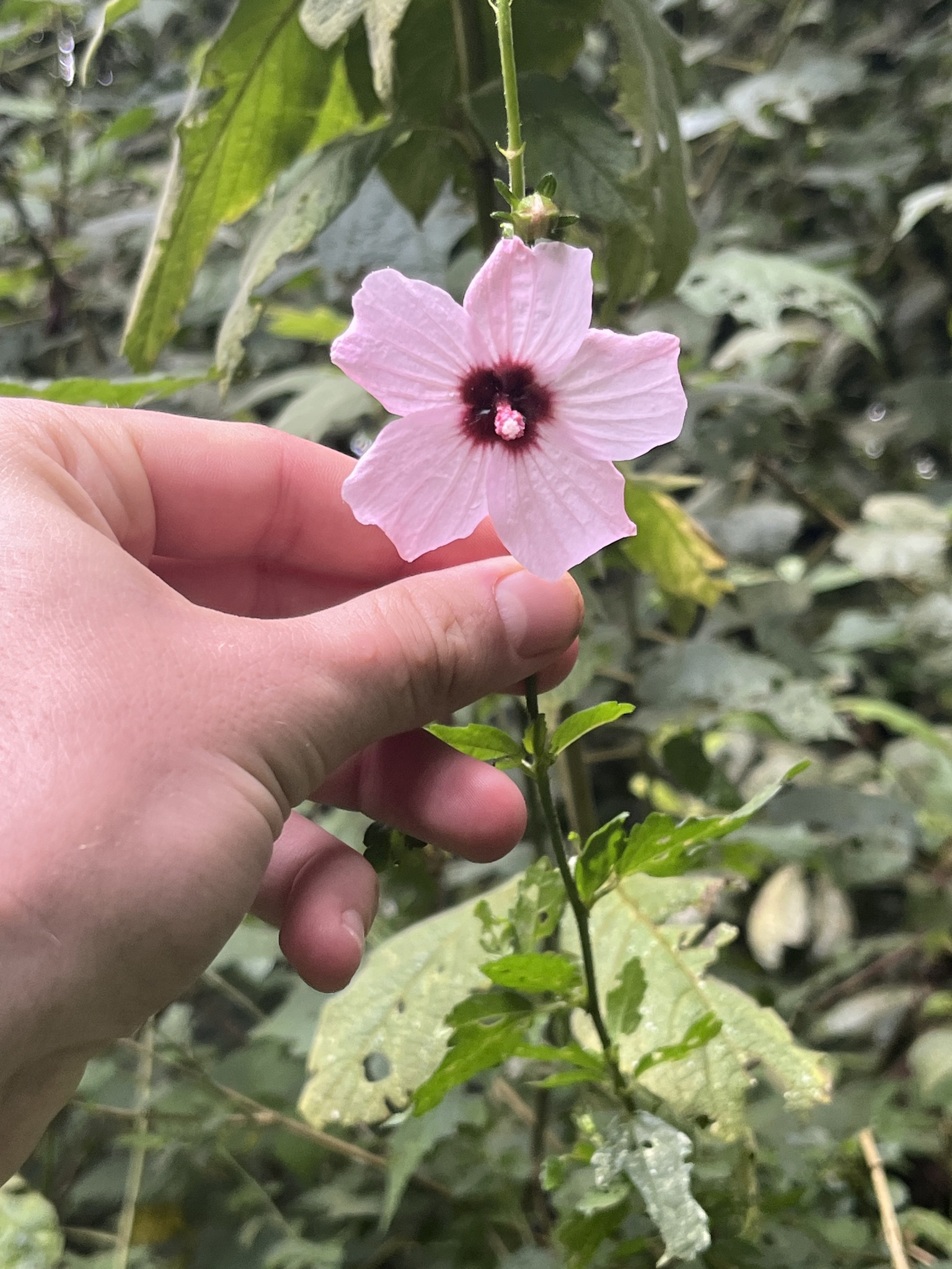 Pavonia kilimandscharica