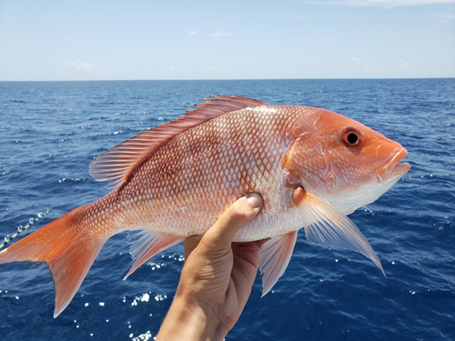 Northern red snapper (Lutjanus campechanus) — Lutjanidae — 2