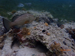 Epinephelus morio